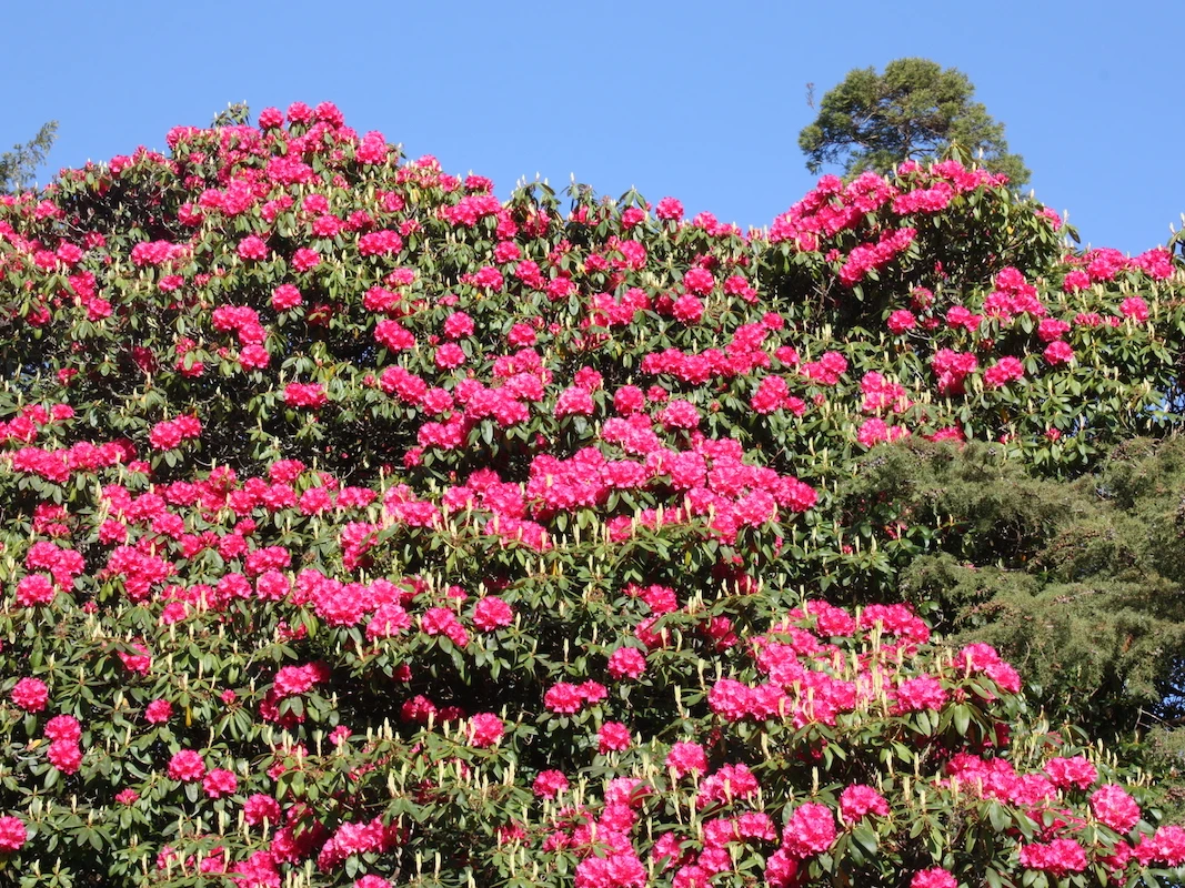 Blandyanum